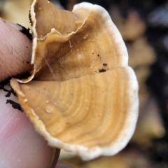 Stereum hirsutum at Paddys River, ACT - 22 Sep 2022 10:10 AM