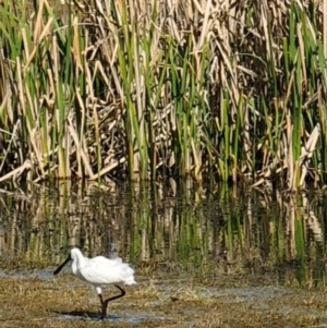 Platalea regia at Fyshwick, ACT - 18 Sep 2022 02:25 PM