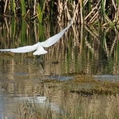 Platalea regia at Fyshwick, ACT - 18 Sep 2022 02:25 PM