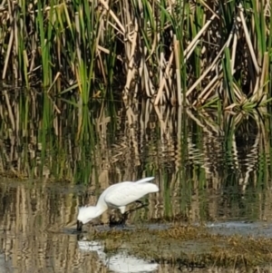 Platalea regia at Fyshwick, ACT - 18 Sep 2022 02:25 PM