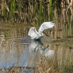 Platalea regia at Fyshwick, ACT - 18 Sep 2022 02:25 PM