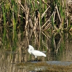 Platalea regia at Fyshwick, ACT - 18 Sep 2022 02:25 PM