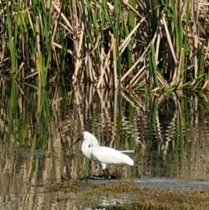 Platalea regia at Fyshwick, ACT - 18 Sep 2022 02:25 PM