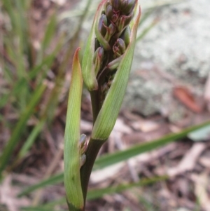 Dianella revoluta var. revoluta at Hawker, ACT - 20 Sep 2022