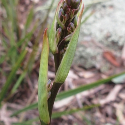 Dianella revoluta var. revoluta (Black-Anther Flax Lily) at Hawker, ACT - 20 Sep 2022 by sangio7