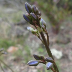 Dianella revoluta var. revoluta at Hawker, ACT - 20 Sep 2022