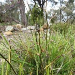 Dianella revoluta var. revoluta at Hawker, ACT - 20 Sep 2022