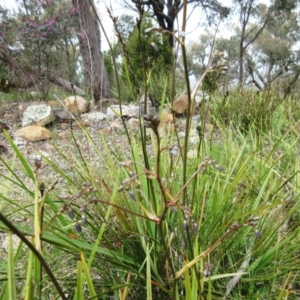 Dianella revoluta var. revoluta at Hawker, ACT - 20 Sep 2022 09:56 AM