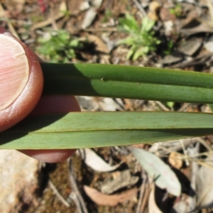 Dianella revoluta var. revoluta at Hawker, ACT - 20 Sep 2022