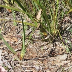 Dianella revoluta var. revoluta at Hawker, ACT - 20 Sep 2022