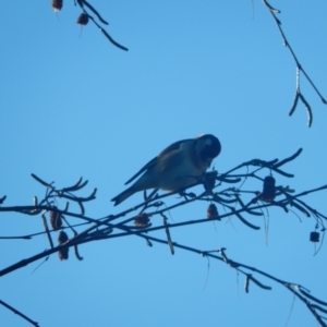 Carduelis carduelis at Margate, TAS - 9 Jul 2019