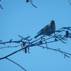 Carduelis carduelis at Margate, TAS - suppressed