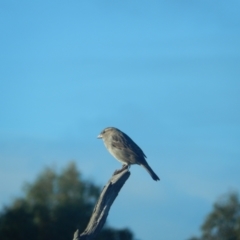 Passer domesticus (House Sparrow) at Margate, TAS - 9 Jul 2019 by Daniel Montes