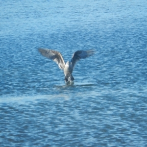 Larus dominicanus at New Town, TAS - suppressed