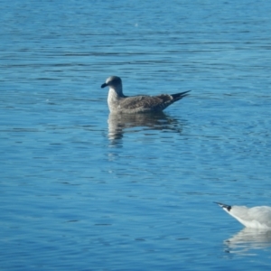 Larus dominicanus at New Town, TAS - suppressed