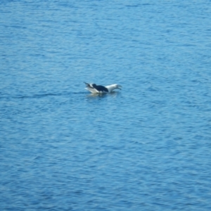 Larus dominicanus at New Town, TAS - suppressed