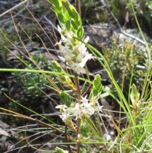 Brachyloma daphnoides at Hawker, ACT - 20 Sep 2022