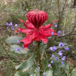 Telopea speciosissima at Wandandian, NSW - suppressed