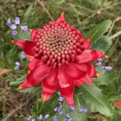 Telopea speciosissima at Wandandian, NSW - 8 Sep 2022