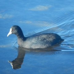 Fulica atra (Eurasian Coot) at New Town, TAS - 9 Jul 2019 by Amata