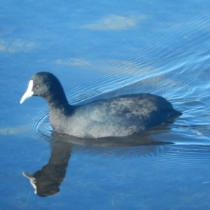 Fulica atra at New Town, TAS - 9 Jul 2019