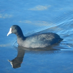 Fulica atra (Eurasian Coot) at suppressed by Daniel Montes
