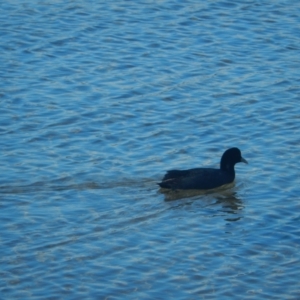 Fulica atra at New Town, TAS - 9 Jul 2019