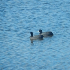 Fulica atra at New Town, TAS - suppressed