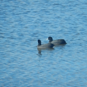 Fulica atra at New Town, TAS - suppressed