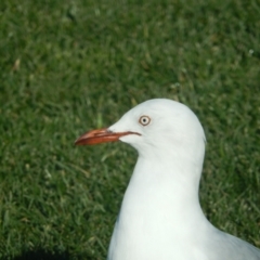 Chroicocephalus novaehollandiae (Silver Gull) at New Town, TAS - 9 Jul 2019 by Daniel Montes