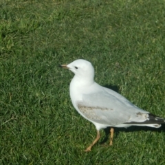 Chroicocephalus novaehollandiae at New Town, TAS - 9 Jul 2019