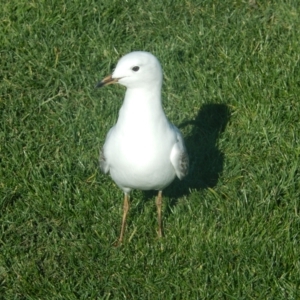 Chroicocephalus novaehollandiae at New Town, TAS - suppressed