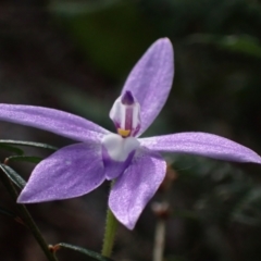 Glossodia major (Wax Lip Orchid) at Wandandian, NSW - 8 Sep 2022 by AnneG1