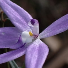 Glossodia major at Wandandian, NSW - 8 Sep 2022