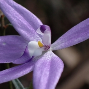 Glossodia major at Wandandian, NSW - 8 Sep 2022