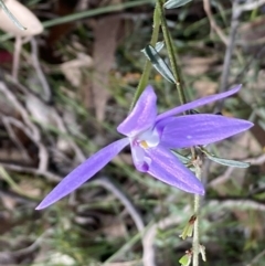 Glossodia major at Wandandian, NSW - suppressed