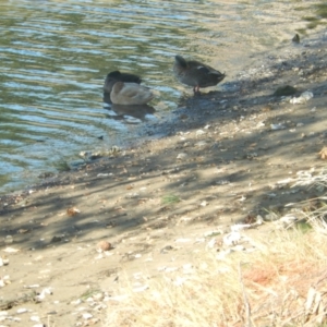 Anas platyrhynchos at New Town, TAS - suppressed