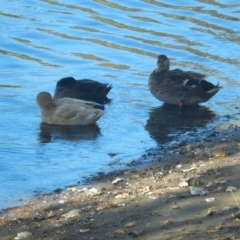 Anas platyrhynchos at New Town, TAS - suppressed