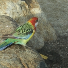 Platycercus eximius (Eastern Rosella) at Queens Domain, TAS - 9 Jul 2019 by Amata