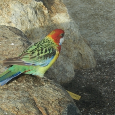 Platycercus eximius (Eastern Rosella) at Queens Domain, TAS - 9 Jul 2019 by Amata