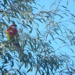 Platycercus eximius at Queens Domain, TAS - 9 Jul 2019