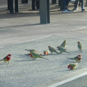 Platycercus eximius at Queens Domain, TAS - suppressed