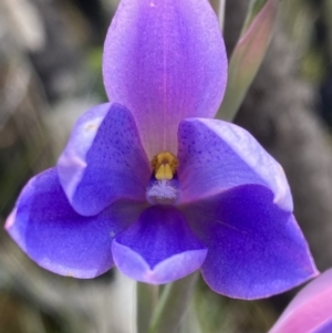 Thelymitra ixioides at Jerrawangala, NSW - 14 Sep 2022