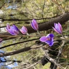 Thelymitra ixioides at Jerrawangala, NSW - suppressed