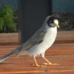 Manorina melanocephala (Noisy Miner) at Queens Domain, TAS - 9 Jul 2019 by Amata