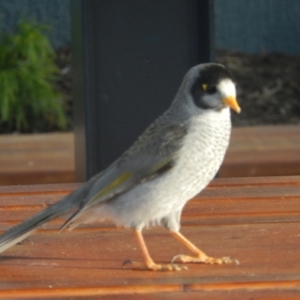 Manorina melanocephala at Queens Domain, TAS - suppressed