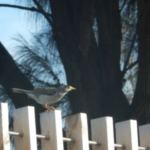 Manorina melanocephala at Queens Domain, TAS - 9 Jul 2019