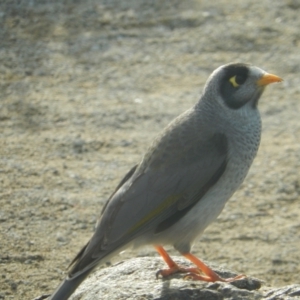 Manorina melanocephala at Queens Domain, TAS - suppressed