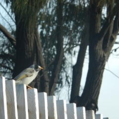 Manorina melanocephala at Queens Domain, TAS - 9 Jul 2019