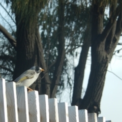 Manorina melanocephala at Queens Domain, TAS - suppressed